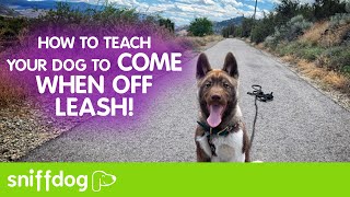 How to Teach Your Dog to Come When Off Leash [upl. by Irrep]