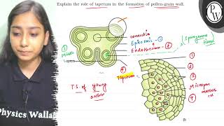 Explain the role of tapetum in the formation of pollengrain wall IV [upl. by Notsreik]