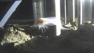 Ghostly snailfish breaks record for deepest living fish [upl. by Francis188]