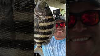 fishing florida kayak kayakfishing staugustine sheepshead sheepsheadfishing dockfishing [upl. by Emlin]