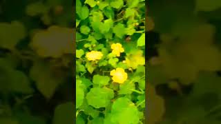 pumpkin flower Vasalile poosani pootamilsongpleaselikesharesubscribe [upl. by Nalda62]