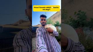 Hmari female rabbit🐇bache nhi degi😕 petlover minivlog rabbit rabbitfarming viralshort [upl. by Sola]