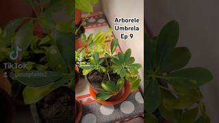 Arborele umbrella a început să crească Plantele mele EP 9 despreplante [upl. by Nitsu58]