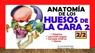 🥇 HUESOS DE LA CARA 22  Cornete Inferior Vomer Palatino Lacrimal [upl. by Ullund623]