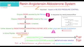 Renin Angiotensin Aldosterone System [upl. by Ihsorih]