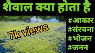 शैवाल क्या होता हैWhat is Algea 🤢Types of cryptogams [upl. by Lerim]