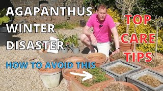 Agapanthus Care  Agapanthus TOP CARE TIPS [upl. by Urita]