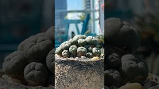 Lophophora williamsii [upl. by Alonzo54]