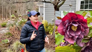 How To Trim Hellebores amp Adding Whimsical Garden Art [upl. by Aikcin]