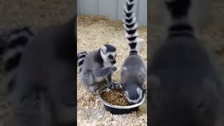 I got to interact with ring tailed lemurs animal bringingthezootoyou [upl. by Christiano847]