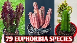 79 Euphorbia Species  Euphorbia Plant Varieties  Euphorbia plant types  Plant and Planting [upl. by Kip]