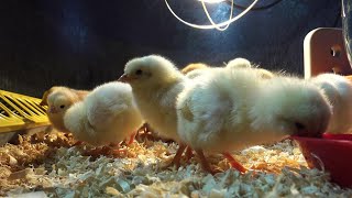 How to raise baby chicksSimple and easy tips for a healthy flock [upl. by Eentroc719]