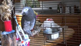 Roscoe  Timneh African Grey Parrot Talking [upl. by Einapets]