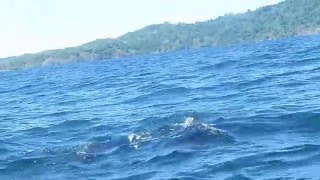 False Killer Whales Coiba Island Panama [upl. by James299]