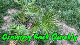 Mediterranean Fan Palm Chamaerops humilis Growing Back Quickly [upl. by Dietz207]