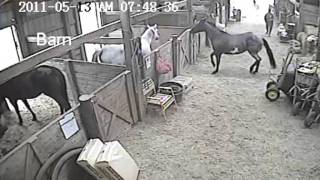 Woman getting kicked by horse Jukin Media Verified Original [upl. by Jocko]