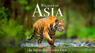 Wildlife of Asia 4K  Scenic Animal Film With Inspiring Music [upl. by Htrahddis]