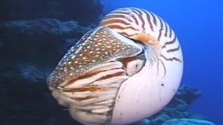 Nautilus Palau 팔라우 수심300M 앵무조개 [upl. by Emelen324]