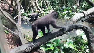 Celebes Crested Macaque  Singapore Zoo [upl. by Neitsirhc]