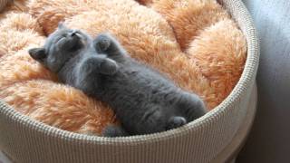 British Shorthair Cattery Amazing AishaPL LUIVICIA [upl. by Afirahs974]