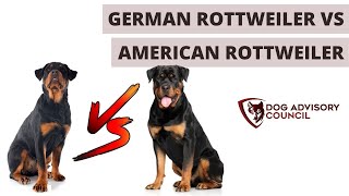 German Rottweiler vs American Rottweiler The Differences [upl. by Aihsirt]