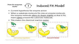 Enzyme Mechanism [upl. by Melvina]