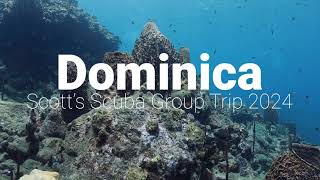 Dominica 2024 Scotts Scuba Group Trip to Fort Young Hotel and Dive Resort [upl. by Etaner]