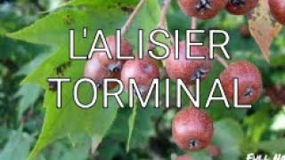 LALISIER TORMINAL Alisier des bois ou Sorbier torminal donne de jolis petits fruits rouges😜 [upl. by Hanway235]