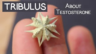 Tribulus Terrestris Review Does It Increase quotTquot [upl. by Perot588]