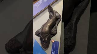 Bronze Model of a Tiktaalik the first fish to take steps on land [upl. by Grunenwald]