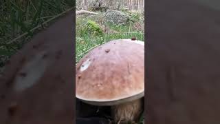 boletusedulis boletus hongos cultivodehongos mushroom mundofungi [upl. by Beniamino]