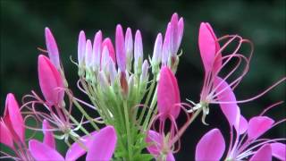 クレオメの開花 Cleome is coming into blossom [upl. by Nnateragram]