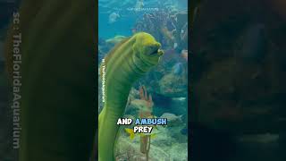 Moray Eel  The Coolest predator In The Ocean shorts [upl. by Aiyram]