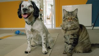 Introducing cats and dogs  Expert advice [upl. by Huntington]