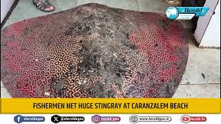 Fishermen net huge stingray at Caranzalem Beach [upl. by Olleina310]