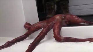 Badass Octopus ESCAPES From Aquarium  Whats Trending Now [upl. by Eirovi806]