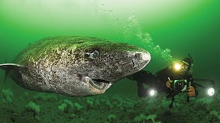 512 Year Old Greenland Shark  Oldest Living Shark [upl. by Hillinck975]