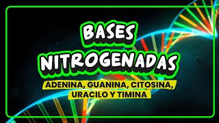 ✅ BASES NITROGENADAS🧬 ADENINA GUANINA CITOSINA TIMINA y URACILO [upl. by Marcelia]