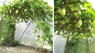 Amazing  Ideas Growing chayote at home with recycled tires [upl. by Landahl]