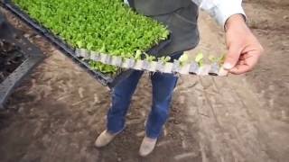 Automated Transplanting Saving Labor Increasing Yields [upl. by Yuht]