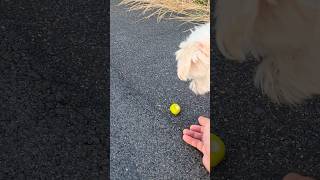 He loves unripe Kaki fruit cute animals maltese gifujapan kaki [upl. by Astred776]