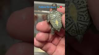 ADORABLE RARE BABY turtle hatchlings eating for the first time EVER🐢❤️ [upl. by Hausmann]