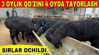 3 OYLIK QOZI BOQISH BIZNESI UY SHAROYITIDA SIRLAR OCHILDI [upl. by Adin]