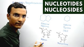 Nucleotides and Nucleosides [upl. by Acisseg]