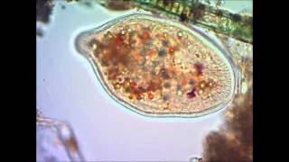 Инфузория туфелька под микроскопом under microscope [upl. by Anglim]