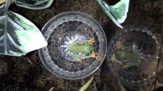 Red Eyed Tree Frog Eating a Cricket Bowl Feeding [upl. by Etteluap]