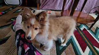 My Sheltie Spirit Jr 14 weeks old [upl. by Atteragram180]