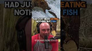 Eating Bear Meat That Tastes Like Fish  JRE [upl. by Ylrebme]