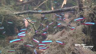 CARDINAL in NATURE  NEON TETRA in NATURE see the NATURAL HABITAT of PARACHEIRODON AXELRODI [upl. by Pegma388]