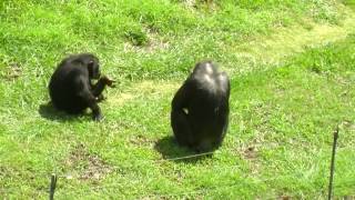 funny chimpanzee dancing after drinking orange juice [upl. by Reuben674]